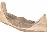Spiny Selenopeltis Trilobite (Head Tucked) - Erfoud, Morocco #206446-6